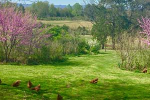 Madison County Va Sustainable Farm and Home for sale